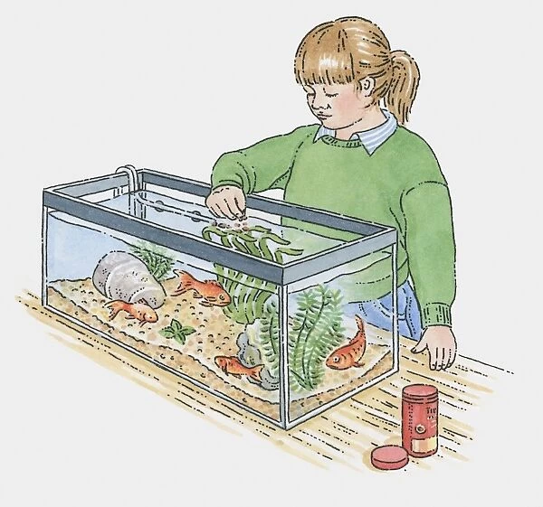 Illustration of of girl feeding goldfish in tank