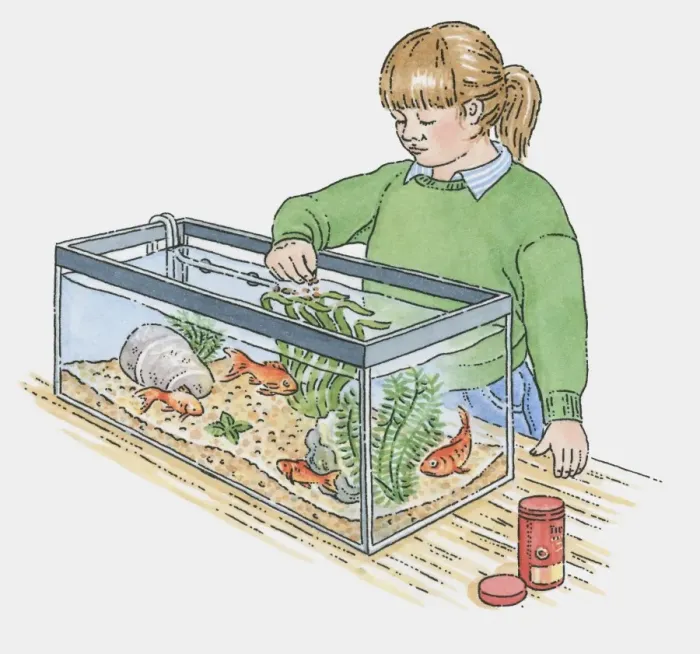 Framed Print : Illustration of of girl feeding goldfish in tank Framed Print : Illustration of of girl feeding goldfish in tank