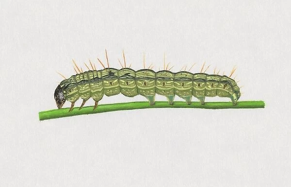 Illustration of Old World Bollworm (Helicoverpa armigera) caterpillar on stem