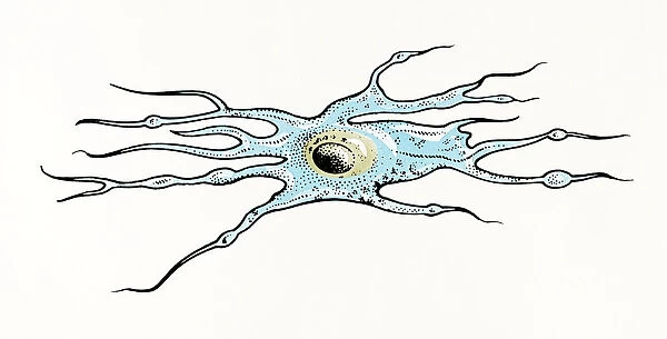 Illustration of Oligodendrocyte glia cell or neuroglia