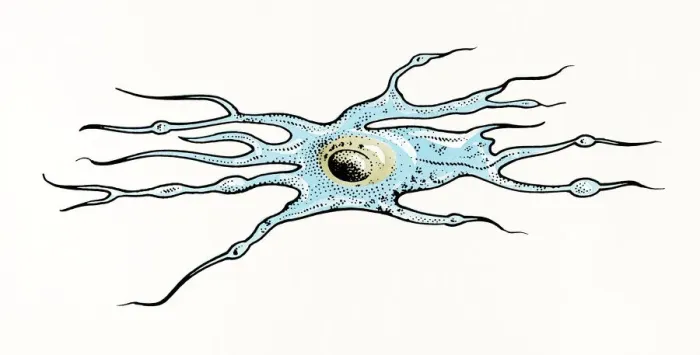Framed Print : Illustration of Oligodendrocyte glia cell or neuroglia Framed Print : Illustration of Oligodendrocyte glia cell or neuroglia