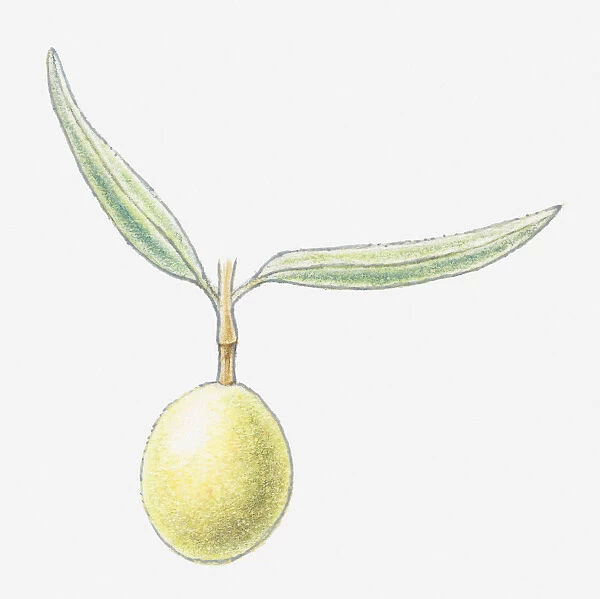 Illustration of an olive