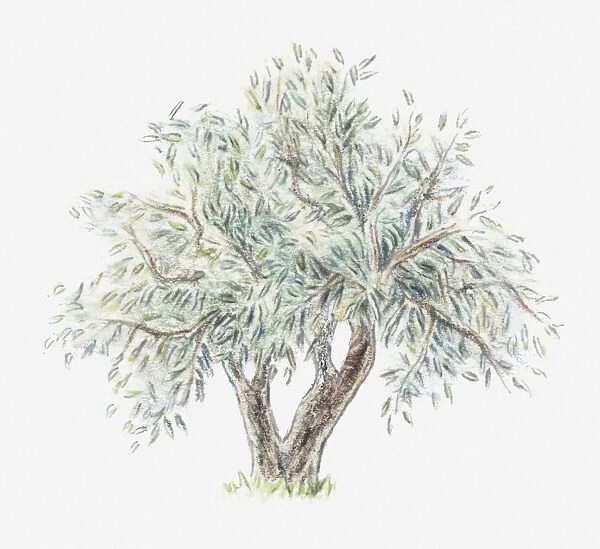 Illustration of an olive tree