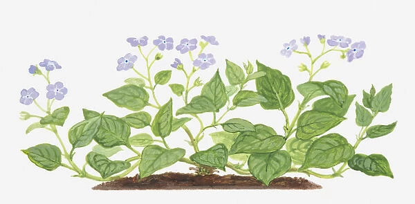 Illustration of Omphalodes verna (Blue-eyed Mary), leaves and purple flowers