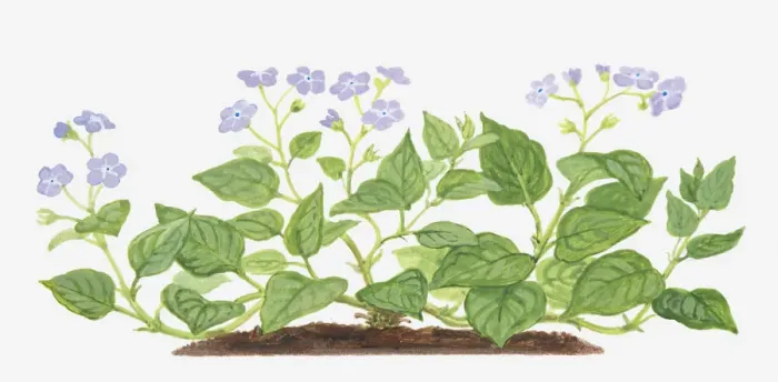 Framed Print : Illustration of Omphalodes verna (Blue-eyed Mary), leaves and purple flowers Framed Print : Illustration of Omphalodes verna (Blue-eyed Mary), leaves and purple flowers