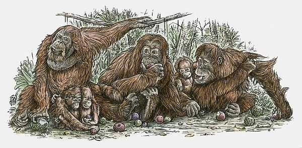 Illustration of Orang-utan family feeding on fruit