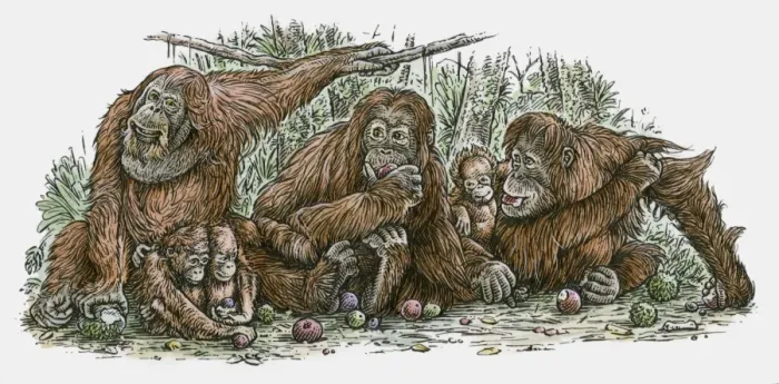 Framed Print : Illustration of Orang-utan family feeding on fruit Framed Print : Illustration of Orang-utan family feeding on fruit