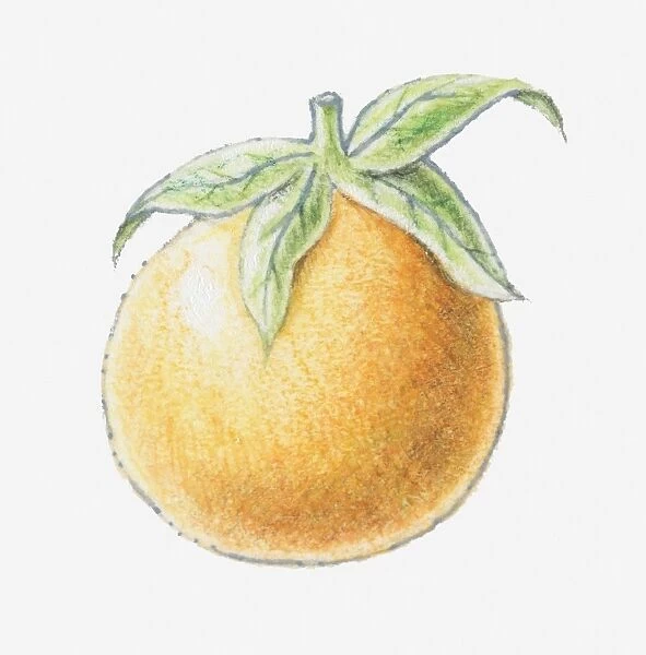 Illustration of an orange