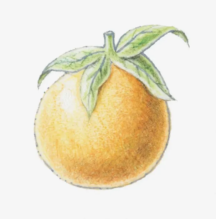 Framed Print : Illustration of an orange Framed Print : Illustration of an orange