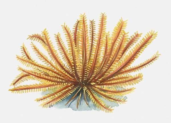 Illustration of orange Feather Star (Articulata)