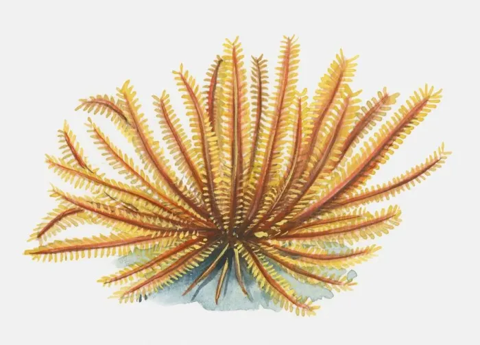 Framed Print : Illustration of orange Feather Star (Articulata) Framed Print : Illustration of orange Feather Star (Articulata)