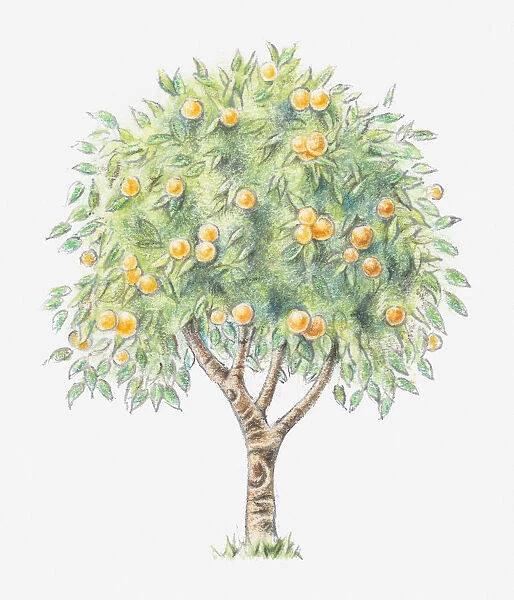 Illustration of an orange tree