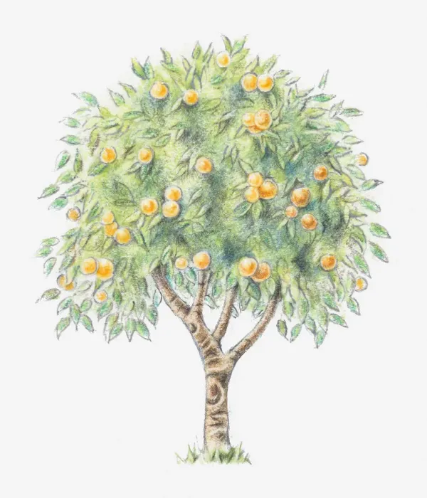 Framed Print : Illustration of an orange tree Framed Print : Illustration of an orange tree
