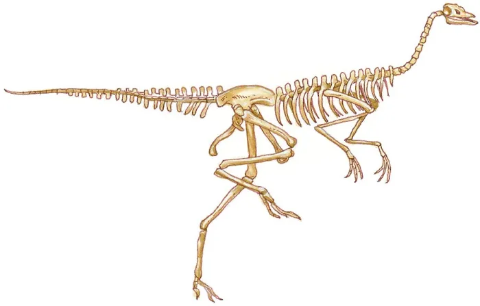 Framed Print : Illustration of Ornithomimus, bipedal dinosaur skeleton Framed Print : Illustration of Ornithomimus, bipedal dinosaur skeleton