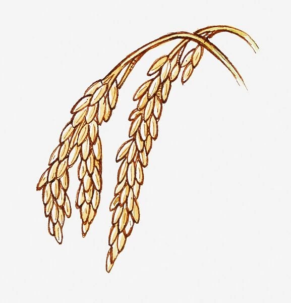 Illustration of Oryza sativa (Rice) seeds on stems, close-up
