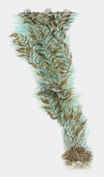 Framed Print : Illustration of otters and fish using Giant Kelp (Macrocystis pyrifera) for camouflage and protectio Framed Print : Illustration of otters and fish using Giant Kelp (Macrocystis pyrifera) for camouflage and protectio