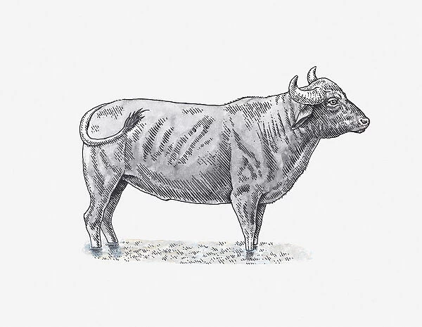 Illustration of an ox