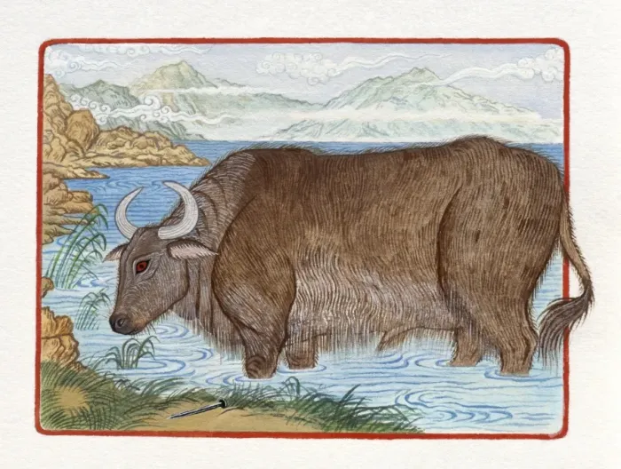 Framed Print : Illustration of Ox in the Lake, representing Chinese Year Of The Ox Framed Print : Illustration of Ox in the Lake, representing Chinese Year Of The Ox