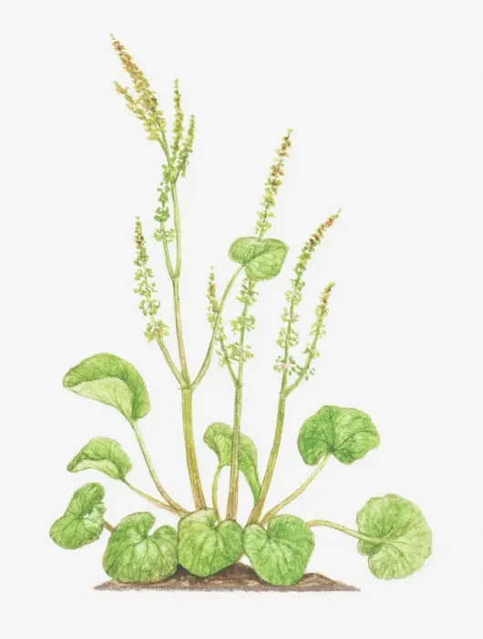 Framed Print : Illustration of Oxyria digyna (Mountain sorrel), flower spikes and leaves Framed Print : Illustration of Oxyria digyna (Mountain sorrel), flower spikes and leaves