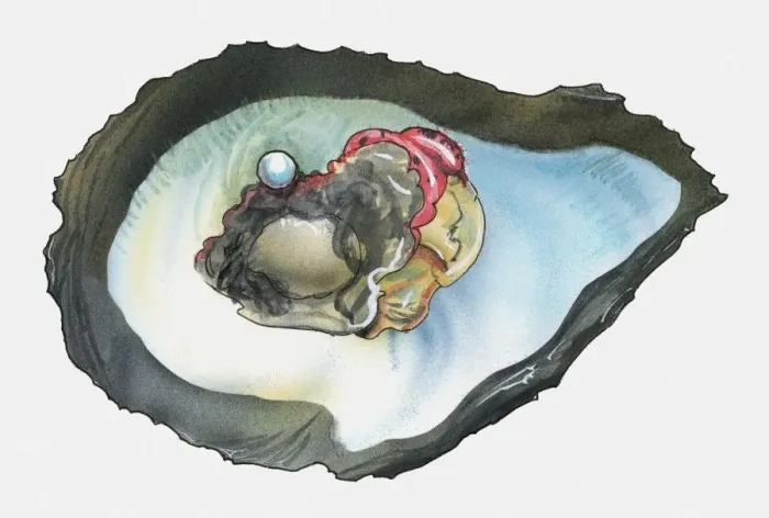 Framed Print : Illustration of oyster pearl Framed Print : Illustration of oyster pearl