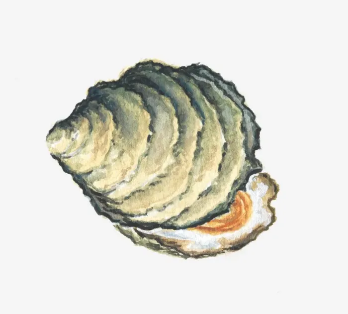 Framed Print : Illustration of an oyster shell Framed Print : Illustration of an oyster shell