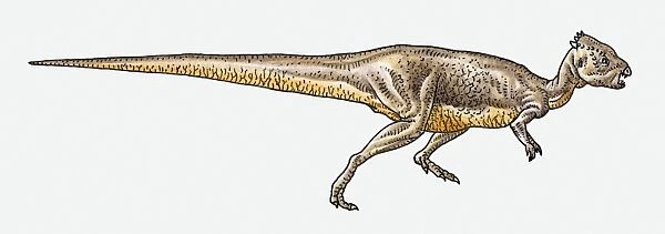 Illustration of Pachycephalosaurus pachycephalosaurid