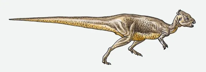 Framed Print : Illustration of Pachycephalosaurus pachycephalosaurid