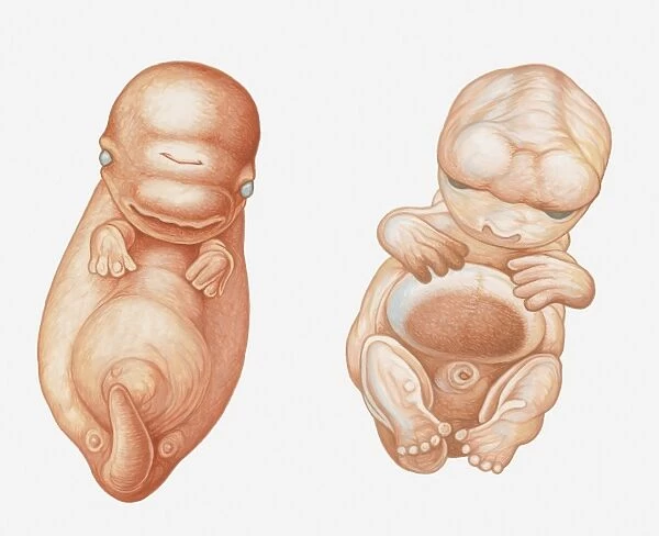 Illustration of Pacific White-sided Dolphin (Lagenorhynchus obliquidens) embryo at seven weeks, and human embryo (Homo sapiens) at seven weeks