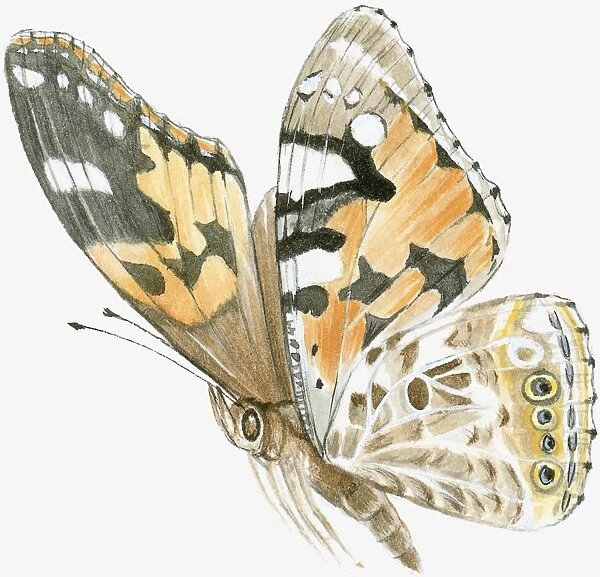 Illustration of Painted Lady butterfly (Vanessa cardui), flying showing natural pattern on wings