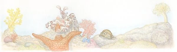 Illustration of Painted Prawn (Alope spinifrons) carrying piece of starfish, Cowrie (Cypraea) snail on harp coral