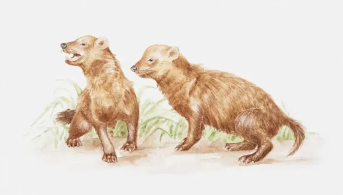 Framed Print : Illustration of pair of Bush dogs (Speothos venaticus)