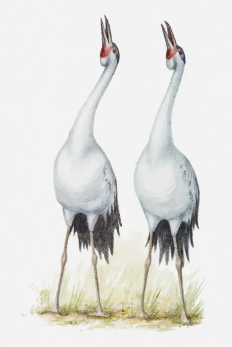 Framed Print : Illustration of a pair of cranes singing together, side by side Framed Print : Illustration of a pair of cranes singing together, side by side