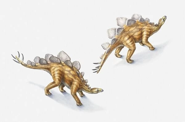Illustration of a pair of Stegosauri, Jurassic period