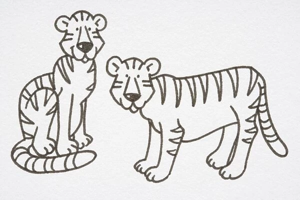 Illustration, pair of Tigers, one sitting and the other standing, side view