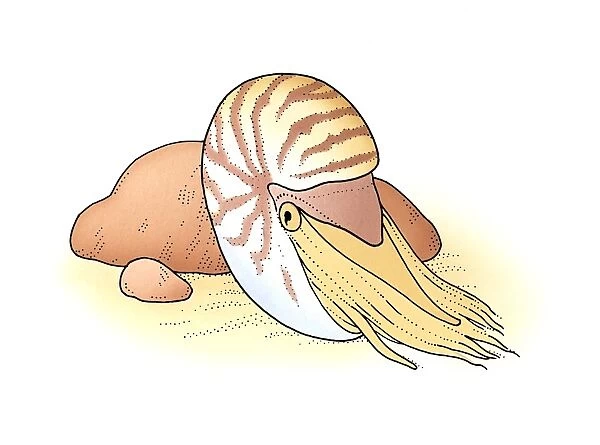 Illustration of Palau Nautilus (Nautilus belauensis) emerging from shell on sand near rock