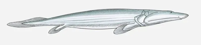 Framed Print : Illustration of a Panderichthys, a fish from the Devonian period