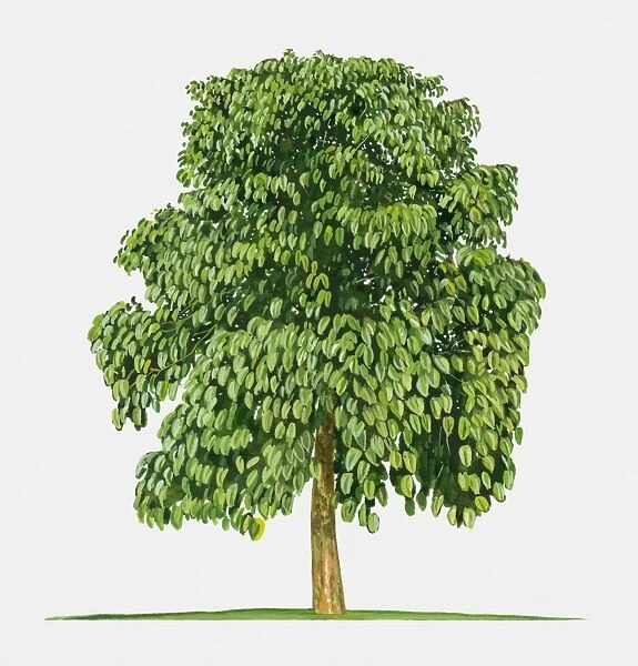 Illustration of Pangium edule (Kepayang), large tree with green leaves