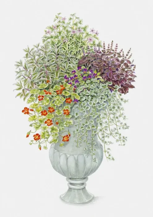Framed Print : Illustration of Pansy, Ground Ivy, Sage, Basil, and Nasturtium in summer urn Framed Print : Illustration of Pansy, Ground Ivy, Sage, Basil, and Nasturtium in summer urn