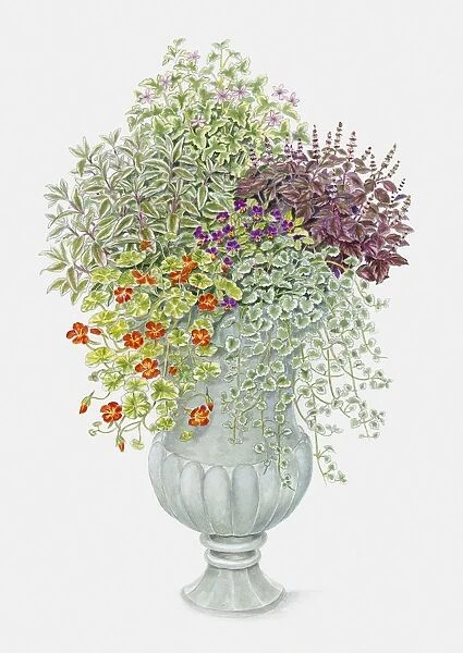 Illustration of Pansy, Ground Ivy, Sage, Basil, and Nasturtium in summer urn