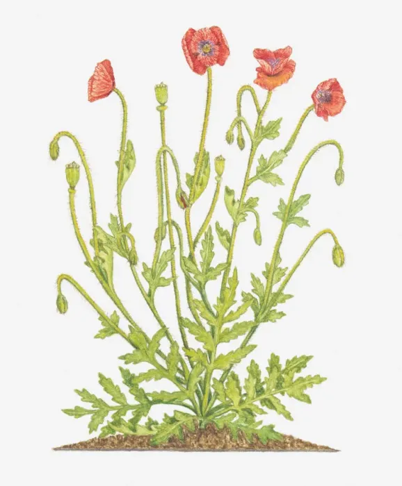 Framed Print : Illustration of Papaver rhoeas (Common poppy)
