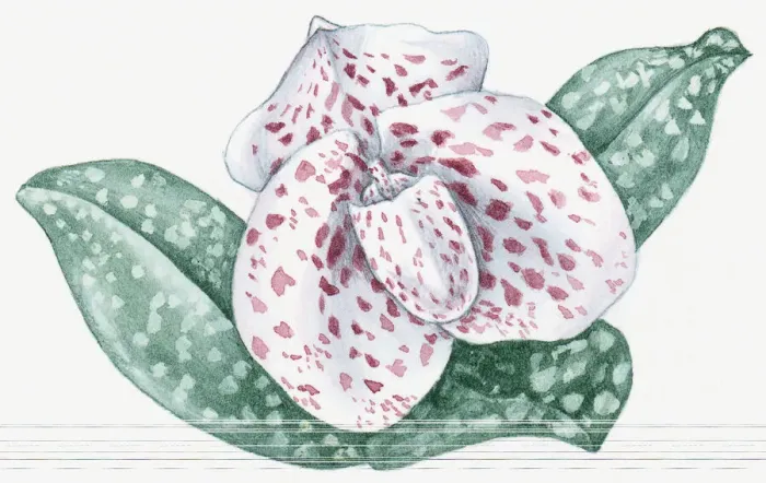 Framed Print : Illustration of Paphiopediulum bellatulum (Ladys Slipper) orchid with pink spotted white flower and white spotted green leaves Framed Print : Illustration of Paphiopediulum bellatulum (Ladys Slipper) orchid with pink spotted white flower and white spotted green leaves