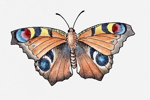 Illustration of a peacock butterfly