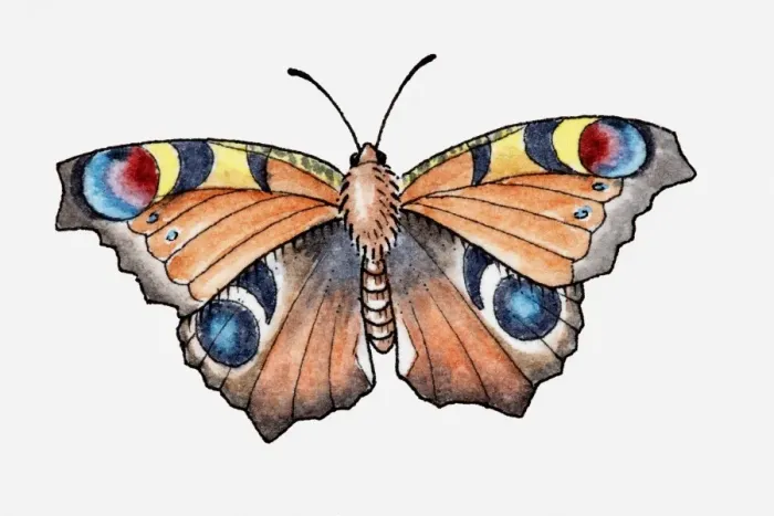 Framed Print : Illustration of a peacock butterfly Framed Print : Illustration of a peacock butterfly