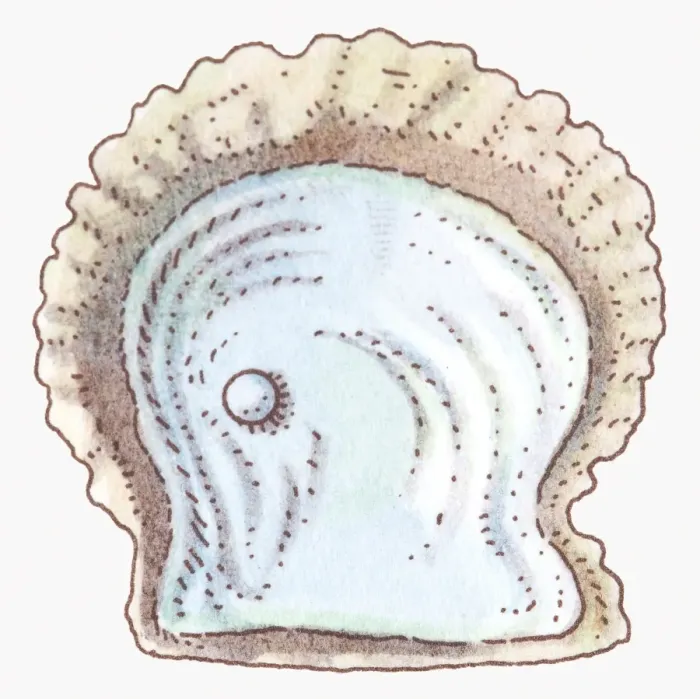 Framed Print : Illustration of pearl oyster Framed Print : Illustration of pearl oyster