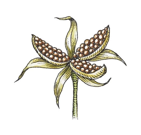 Illustration of Peony seed pod