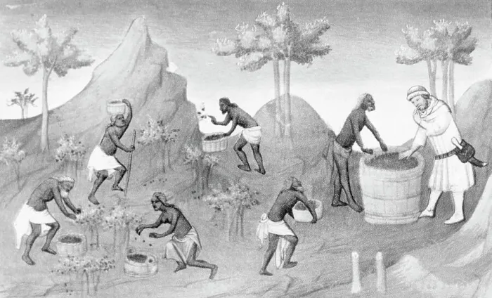 Framed Print : Illustration of People Harvesting Peppers Framed Print : Illustration of People Harvesting Peppers