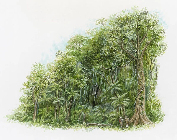 Illustration of two people looking up at tall tree in rainforest in northeastern Australia