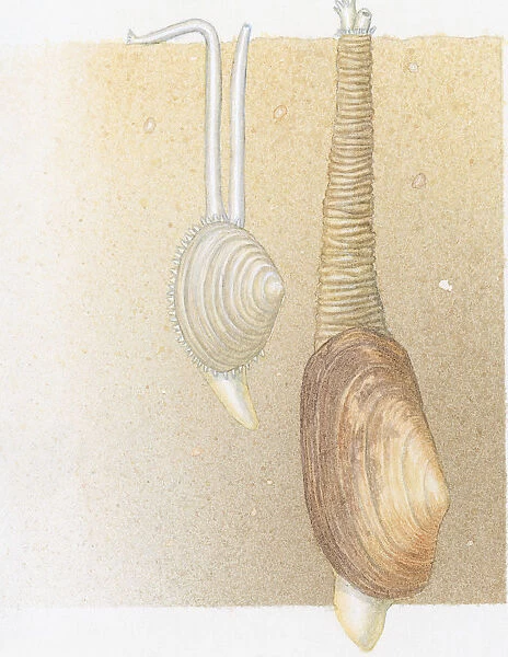 Illustration of Peppery Furrow Shell (Scrobicularia plana), also known as Sand Gaper, with two siphons joined in one leathery tube, and Common Otter Shell (Lutraria lutraria) with two long, white siphons on surface of seabed