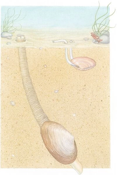 Illustration of Peppery Furrow Shell (Scrobicularia plana), also known as Sand Gaper, with long siphons in leathery tube, and West African Tellin (Tellina madagascariensis), buried in sand showing two long siphons