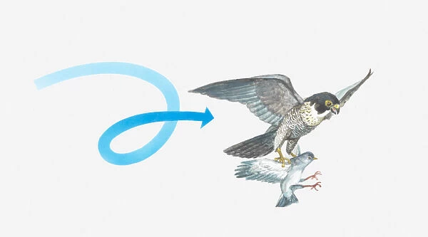 Illustration of a Peregrine falcon (Falco peregrinus) catching a pigeon